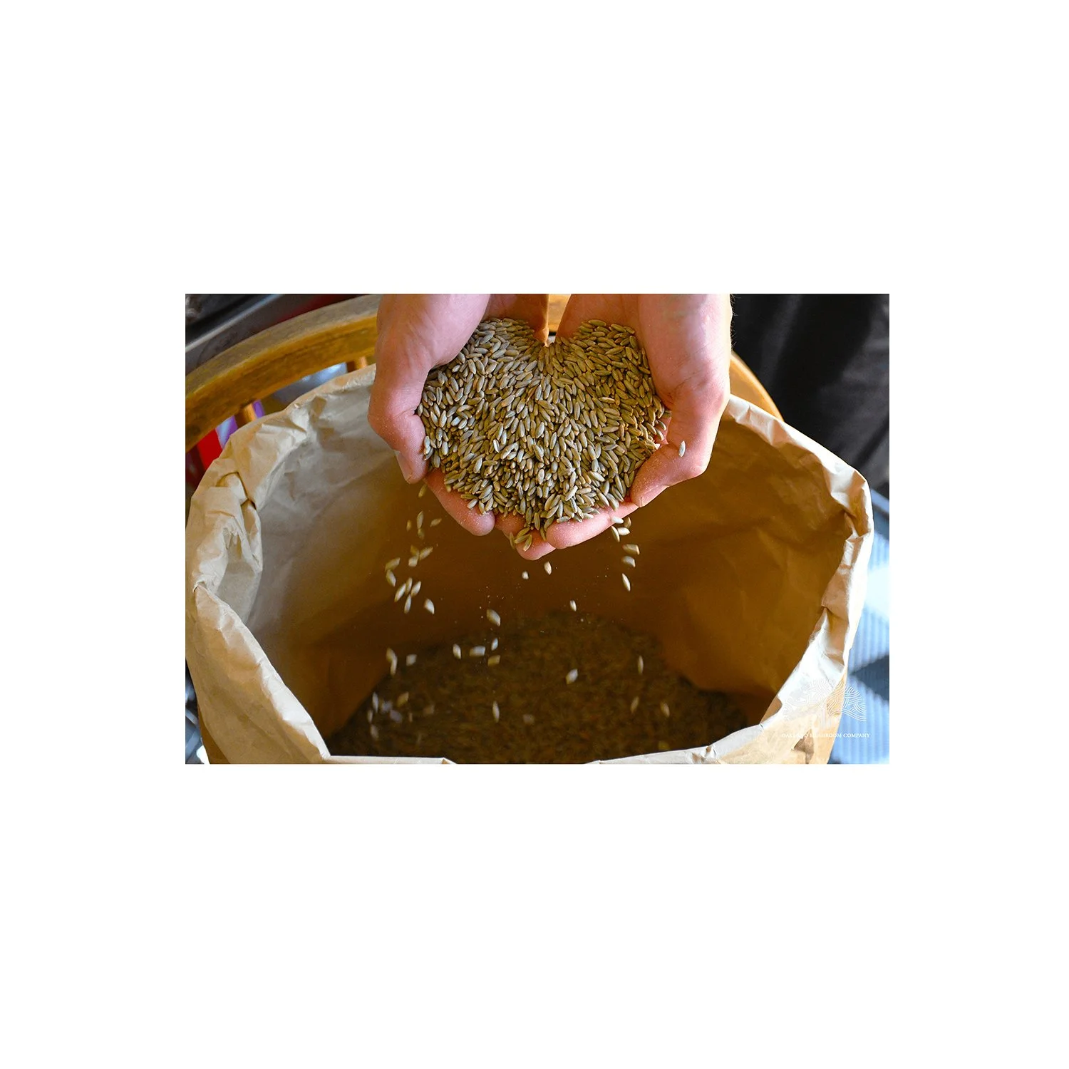 rye berry hands1 SS SIZE Aug 16 2026.jpg