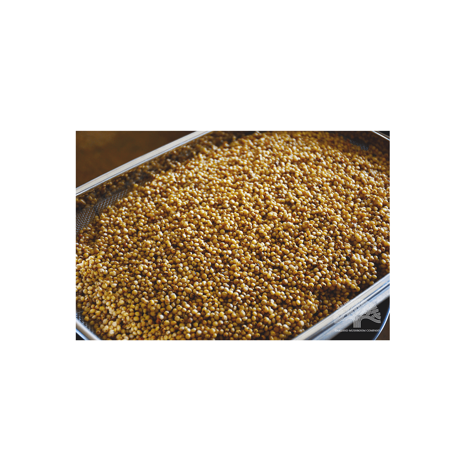 April 28, 2026 Milo Grain in Strainer on Table SS Size.png