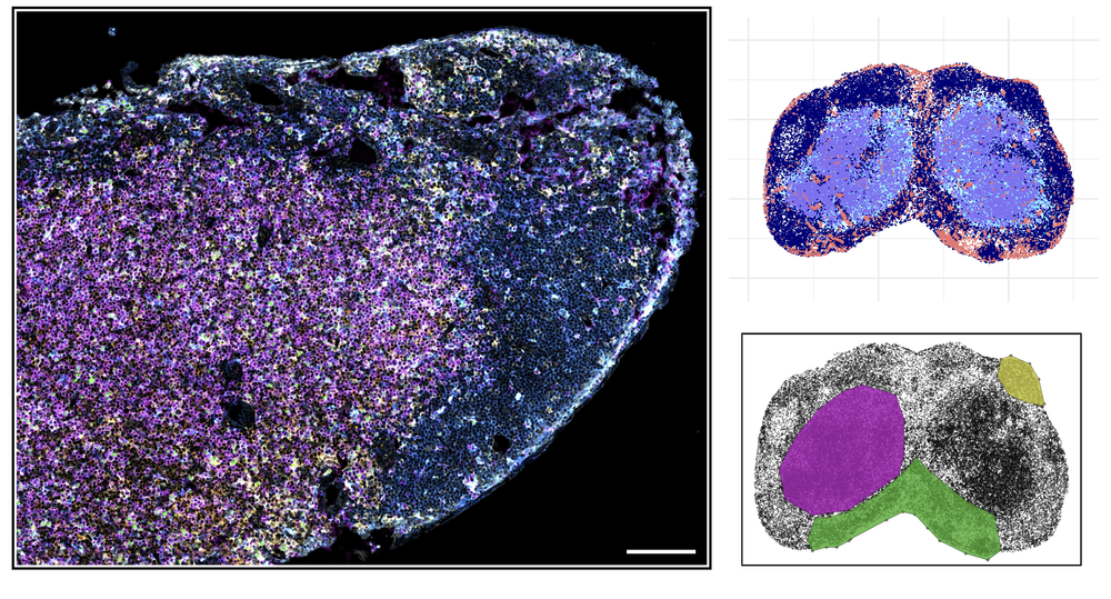 Research — Harikesh Wong Lab @ MIT and Ragon Institute