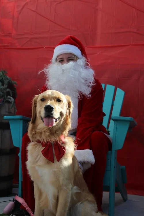 big-brown-dog-santa-cove-brwery.JPG