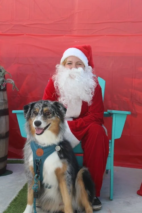 big-cute-dog-santa-event-cove-brewery-deerfield-beach-florida.JPG