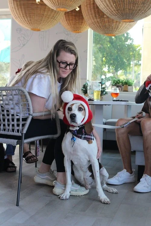 cute-dog-santa-hat-cove-brewery-fl.JPG
