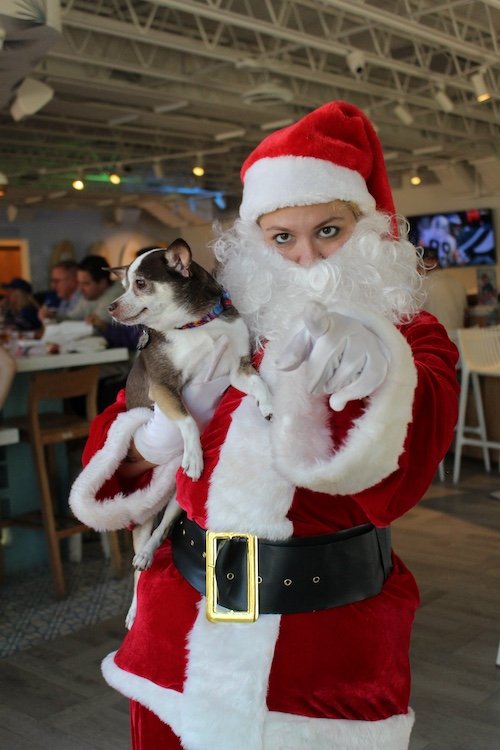cute-little-dog-santa-pointing.JPG