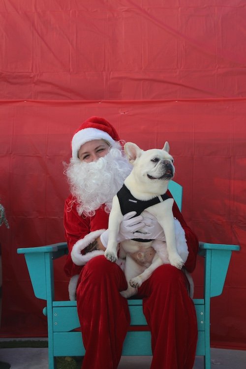 cute-white-dog-santa-cove-brewery-florida.JPG