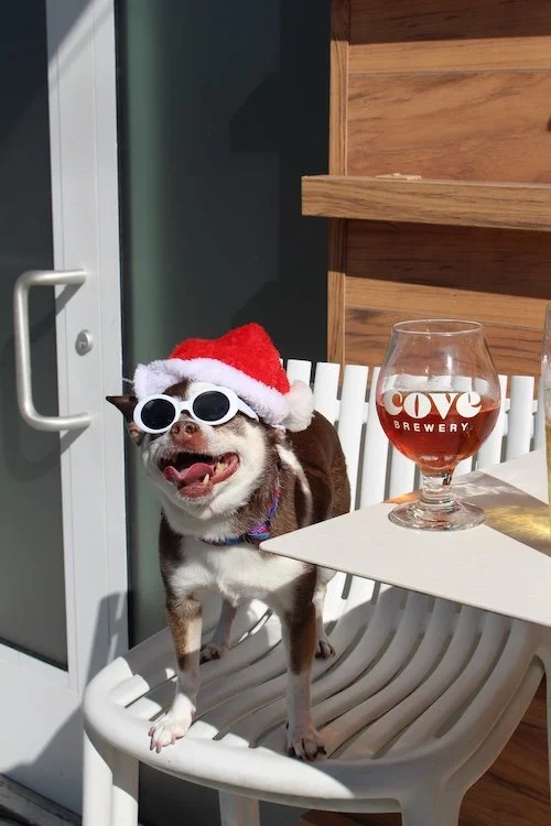 dog-glasses-beer-event-cove-brewery-deerfield-beach-florida.JPG