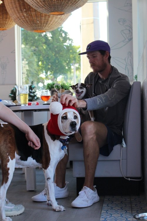 dog-santa-hat-cove-brewery.JPG