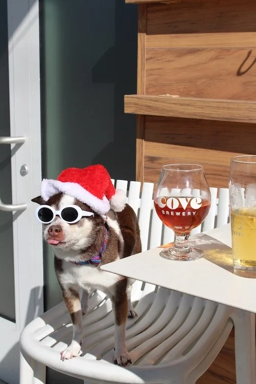 dog-sunglasses-santa-paws-cove-brewery.JPG