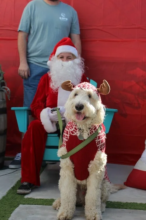 fluffy-white-dog-antleers-santa-deerfield-beach-fl.JPG