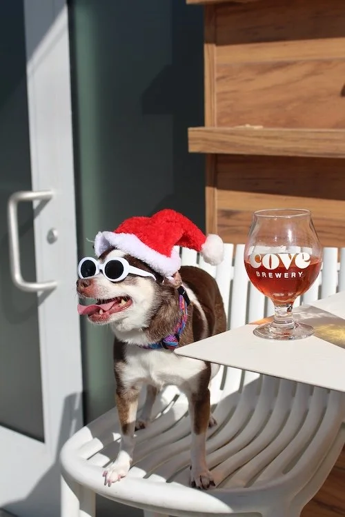 little-dog-sunglasses-santa-hat-cove-brewery.JPG
