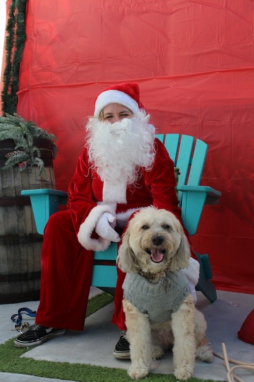 one-big-dogs-santa-cove-brewery.JPG