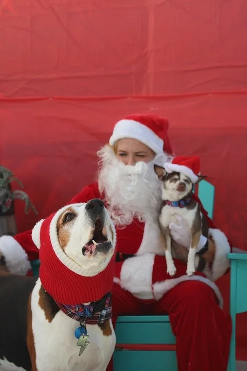 santa-one-big-dog-one-small-dog.JPG