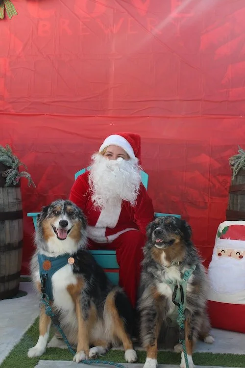 santa-paws-2-dogs-event-cove-brewery-deerfield-beach-florida.JPG