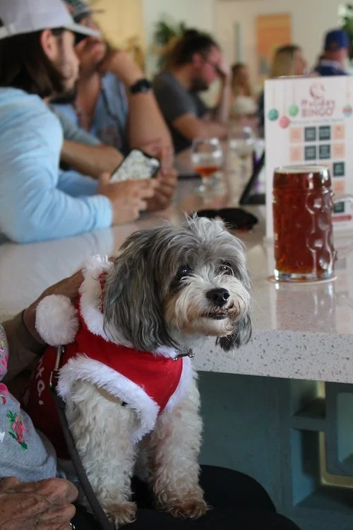 santa-paws-dog-event-cove-brewery-florida.JPG