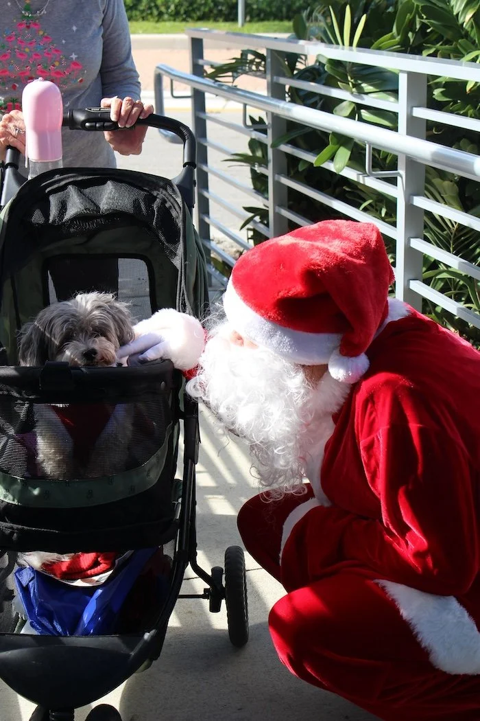 santa-paws-dogs-event-cove-brewery-deerfield-beach-florida.JPG