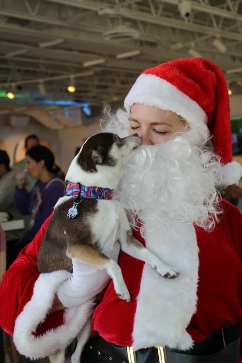 super-cute-dog-licking-santa.JPG