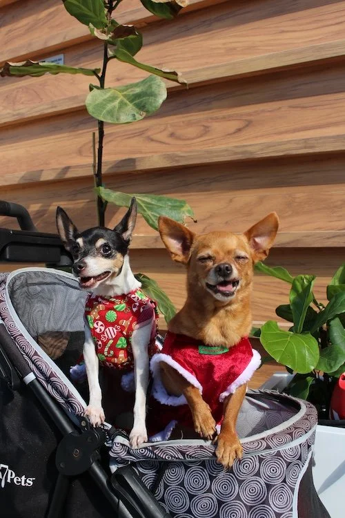 two-cute-dogs-stroller-event-cove-brewery-deerfield-beach-florida.JPG