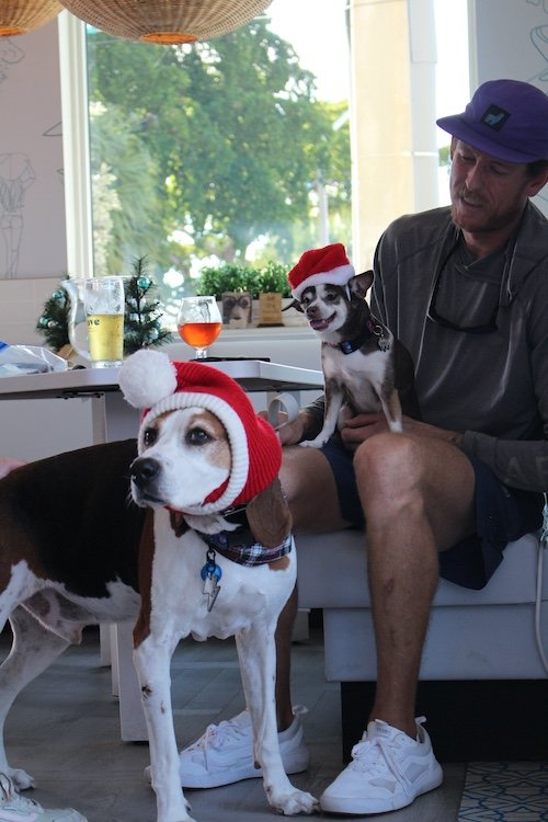 two-dogs-santa-hats-cove-brewery.JPG