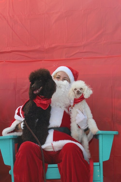 two-poodles-santa-cove-brewery-deerfield-beach-fl.JPG