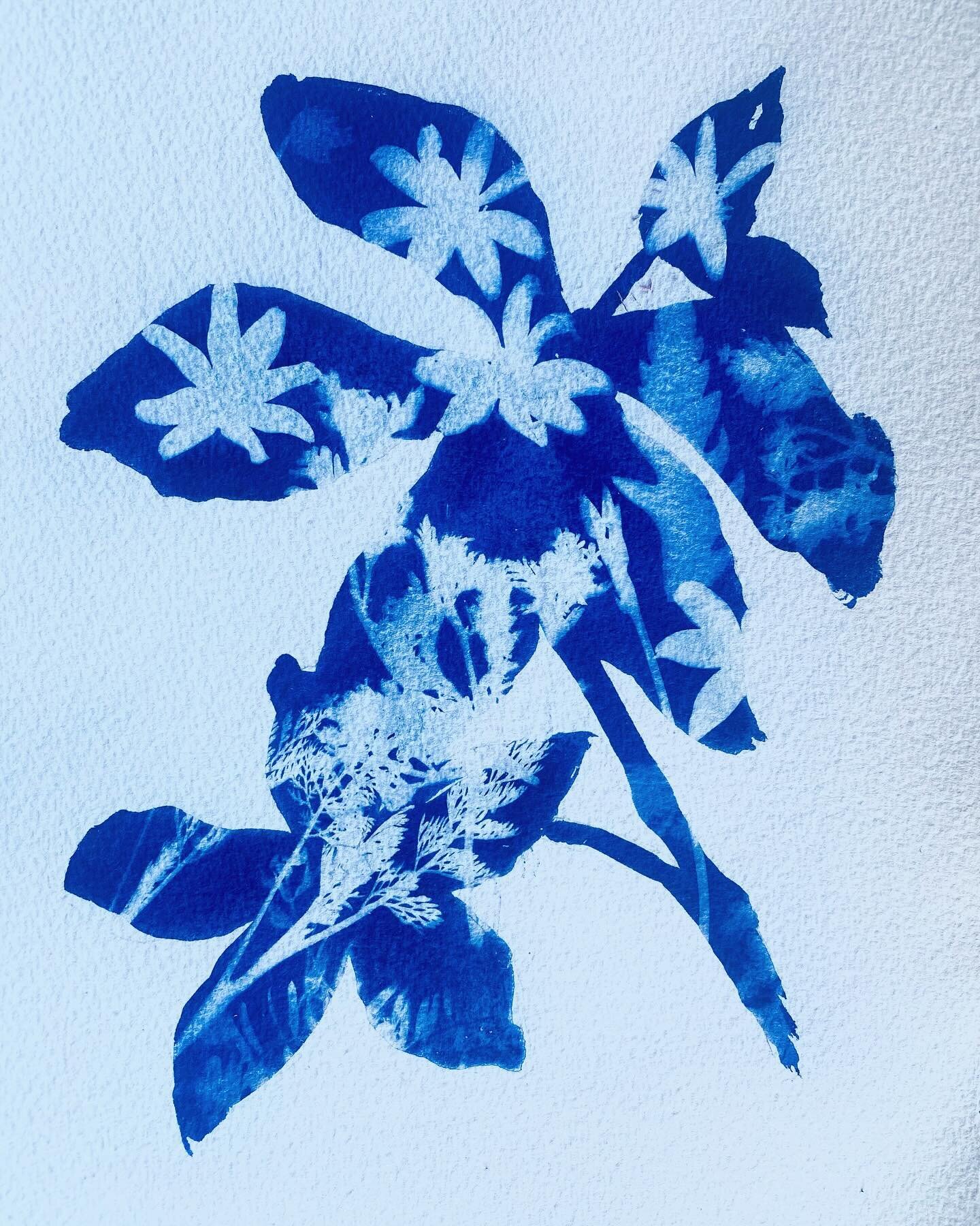 I&rsquo;m continuing to play with cyanotype, here inspired by Christine So @christinesogallery. (Beautiful work!) I was working fast and in the relative dark to paint the roses then once dry, took it outside to quickly lay out the wildflowers I had c