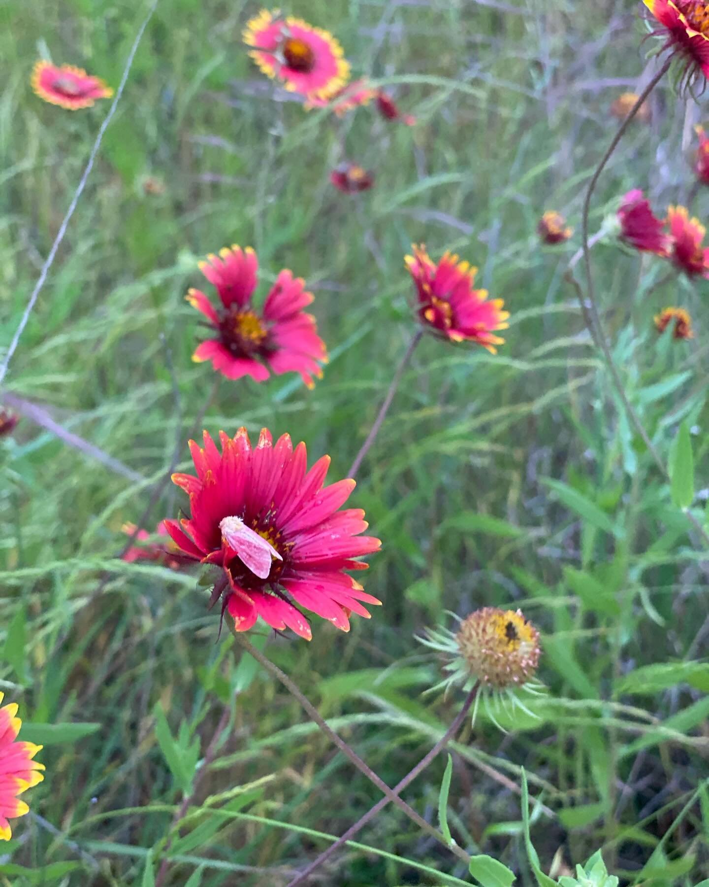 Inspiration all around&hellip; this from a walk, now a couple of weeks ago. The Indian Blankets, also named Firewheels, have faded and Coreopsis has taken over. #nature #hillcountrywildflowers