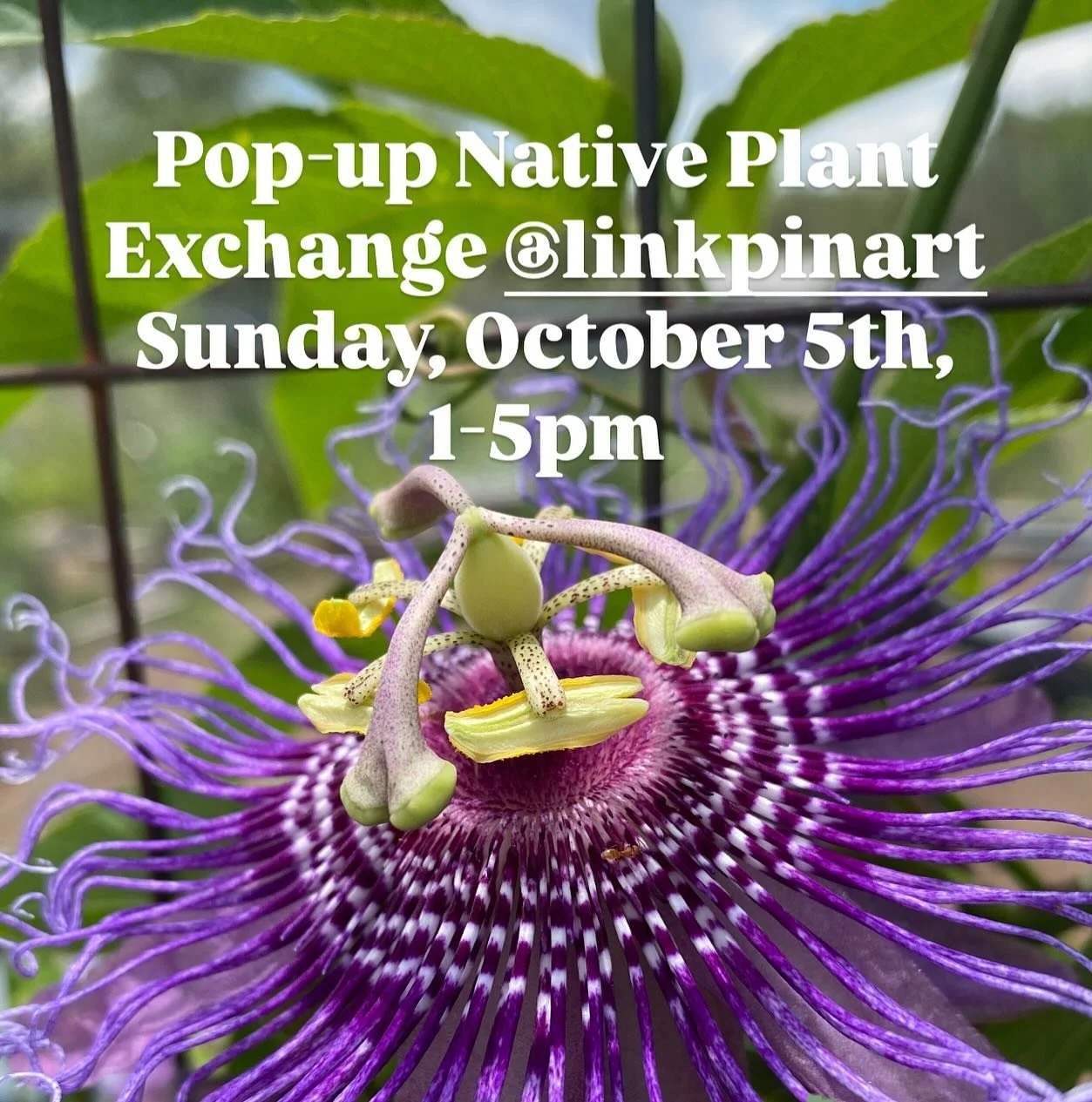 We&rsquo;re doing a Pop-up Native Plant Exchange @linkpinart on Sunday, October 5th, 1-5pm. It&rsquo;s also the last day to view the exhibit, Genius Loci! 

During my artist&rsquo;s talk, I shared a story about the passion vine I have in my garden. I