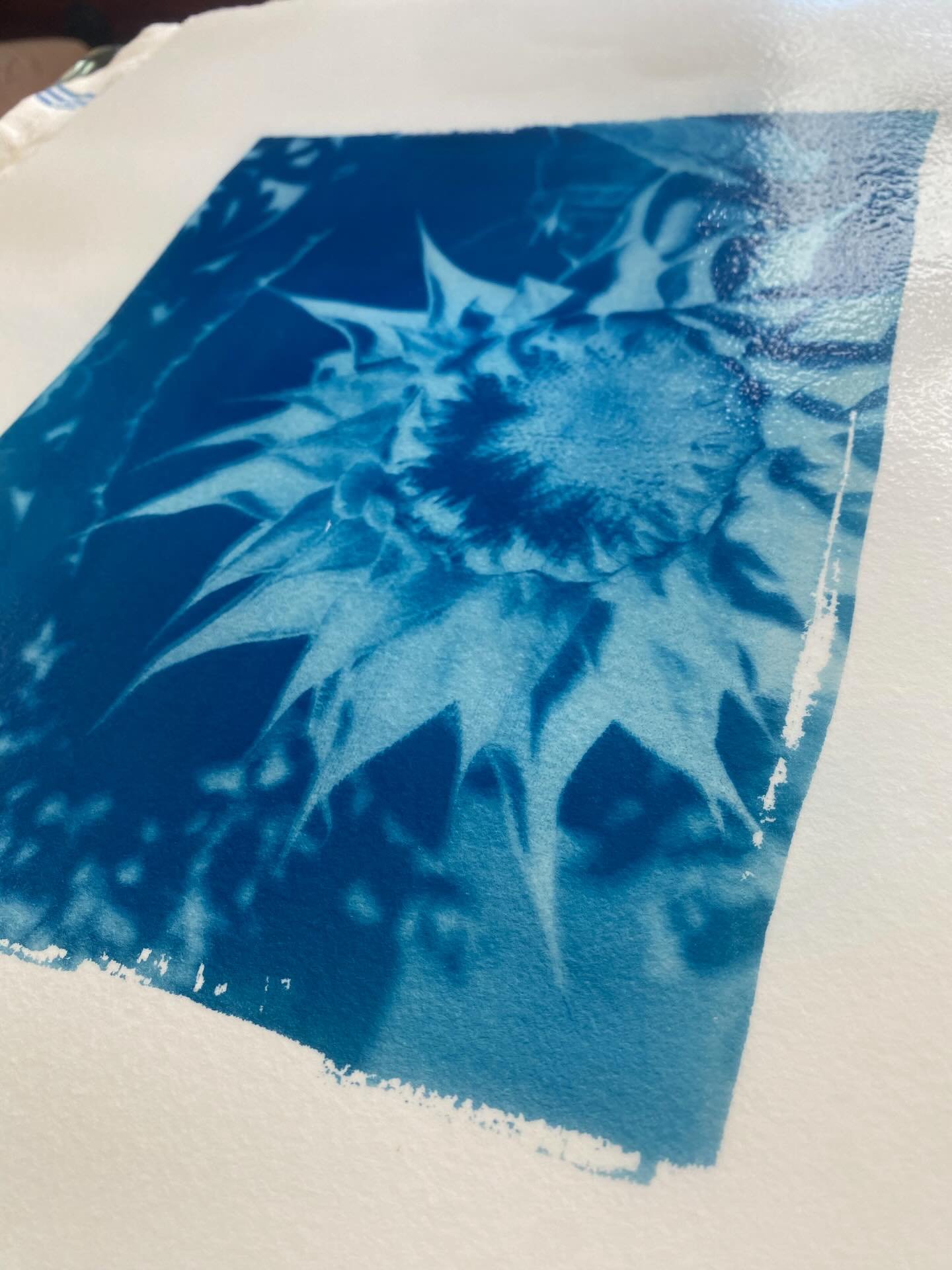 Fresh for 2026!

New cyanotype and monotype series launching and I can&rsquo;t wait to share the work in progress&hellip; first step: Cyanotype! 

#workinprogress #hybridprintmaking #cyanotype #monotype #samanthamelvinart