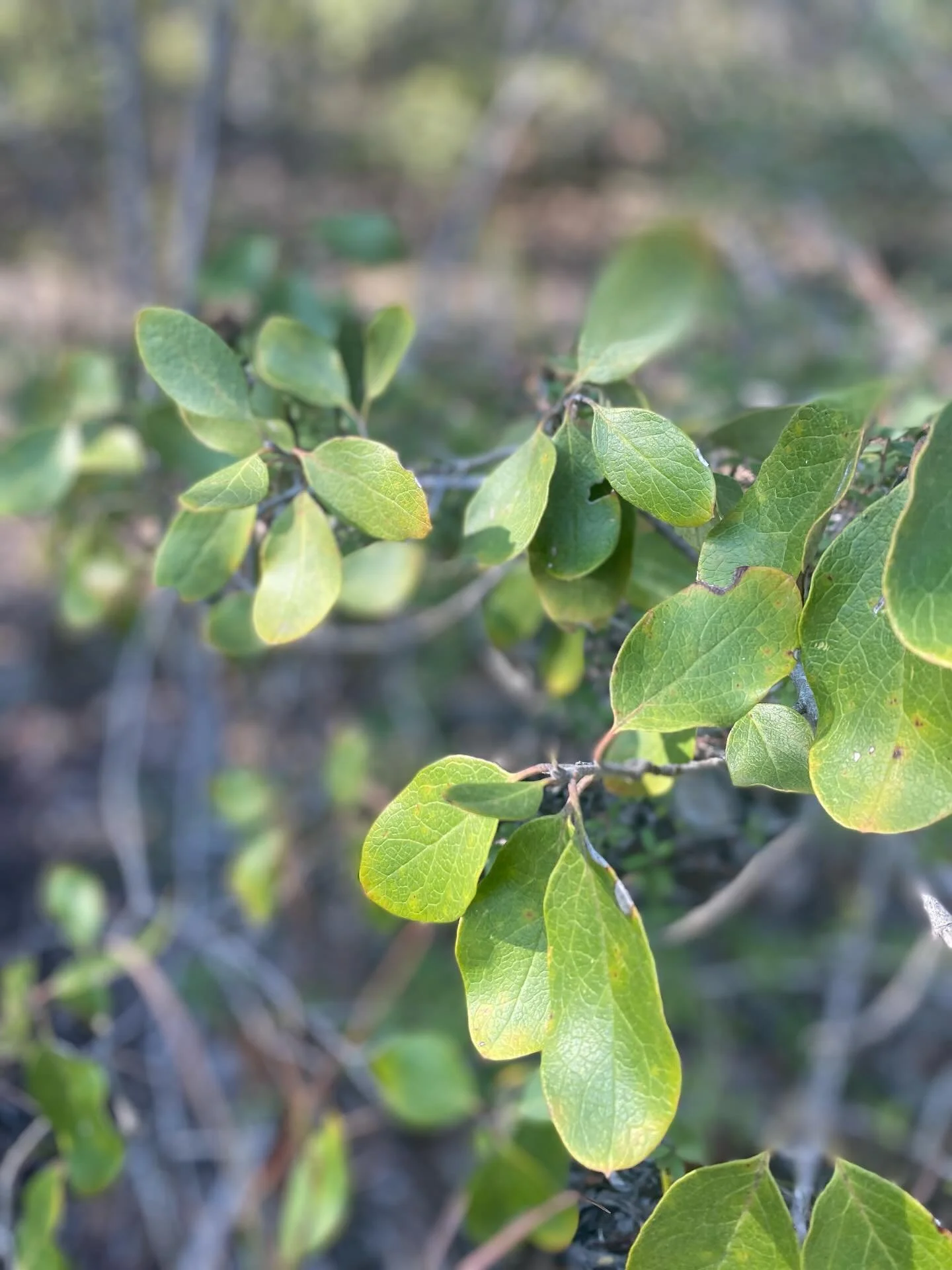 So excited about what is to come&hellip; awaiting the official news before I share&hellip; #waitforit #surpriseitsaboutplants 🌱