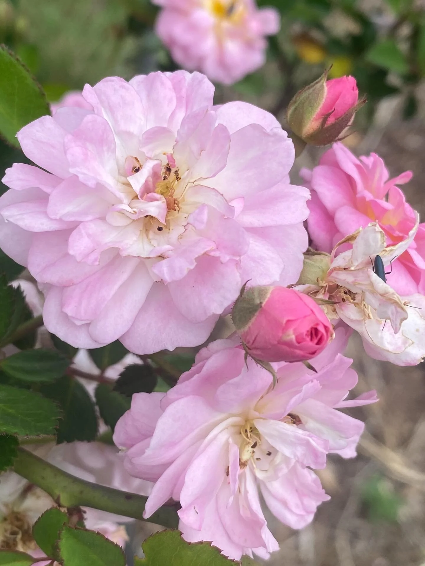 Smelling the roses&hellip;

#inthegarden