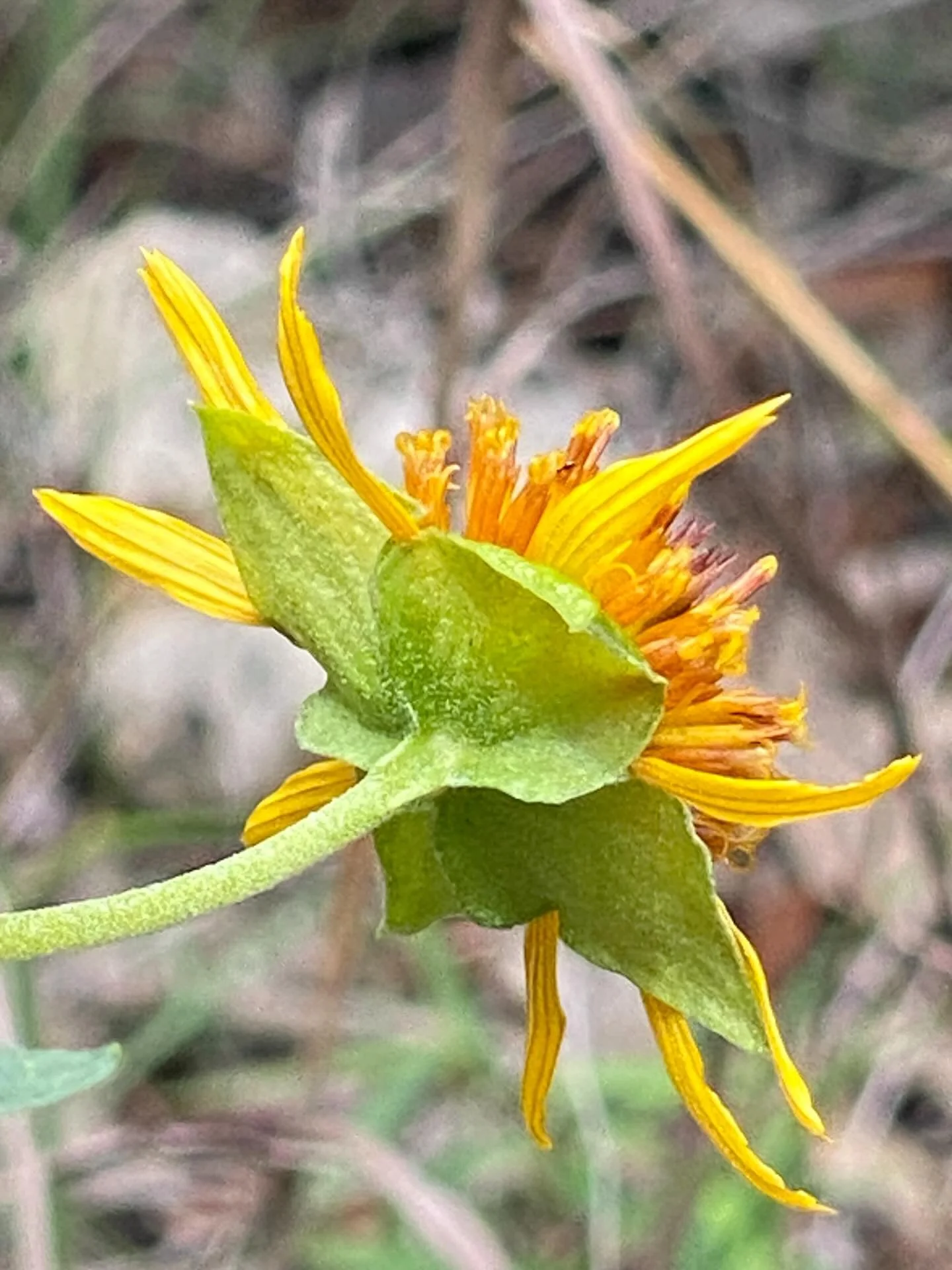 Inspiration takes many forms. 

Yesterday, I enjoyed #earthday2026 @wildbasin observing the latest wave of blooms and leaves that have appeared since I started the residency. Each time I&rsquo;m there, there is something new to discover. The rain gav