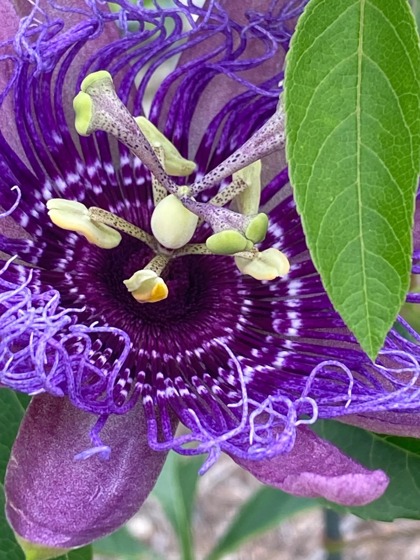 Oh, good morning! 

#passifloraincarnata #maypop #inthegarden