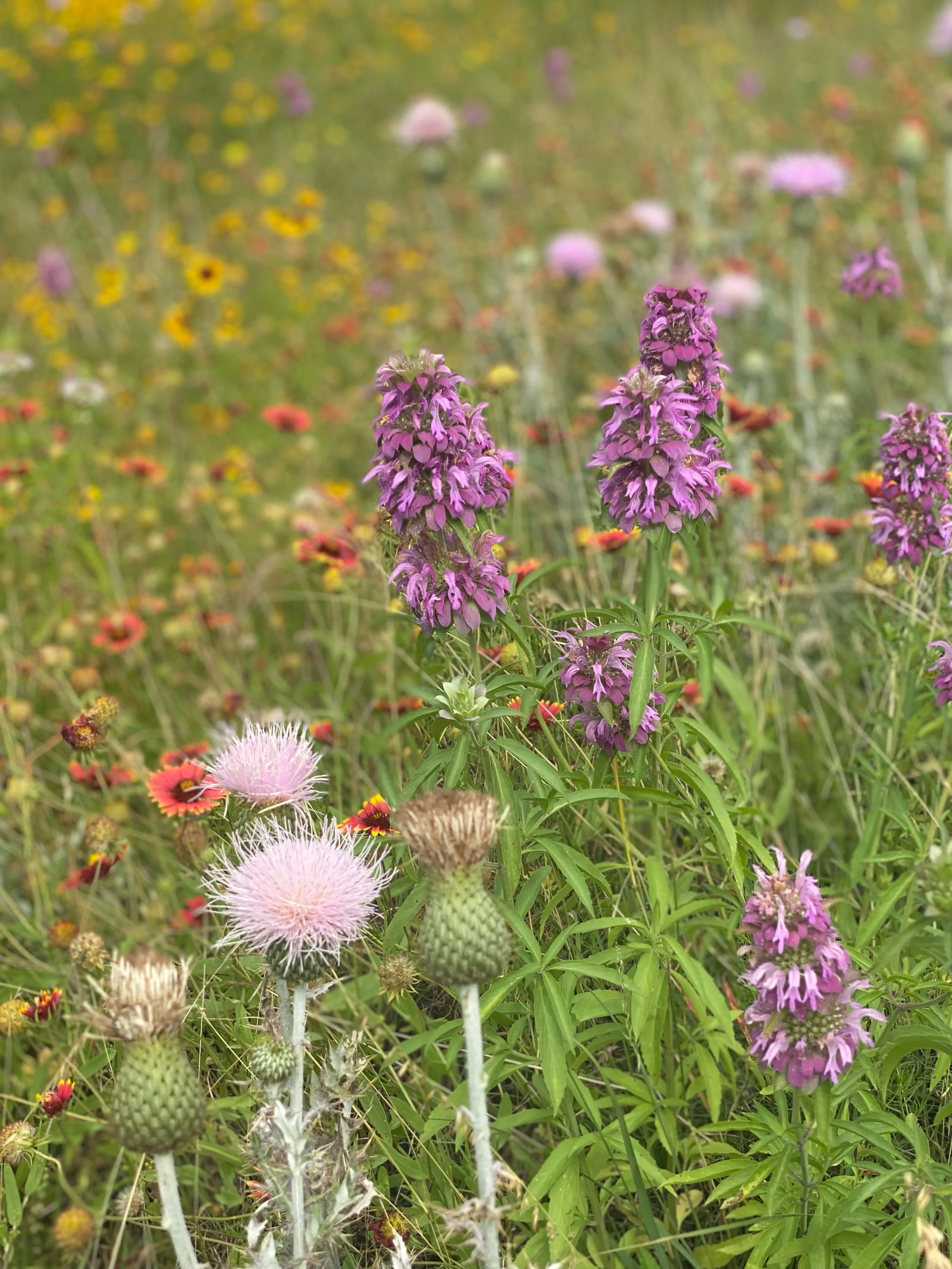 Hill country roadsides  are in full wildflower season! 

#thankyouladybirdjohnson