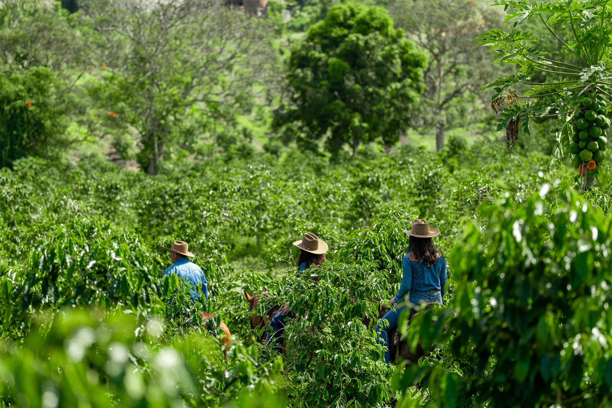 Cattlemen's-Hawaii-Jesse-Cudworth-Photography-71.jpg