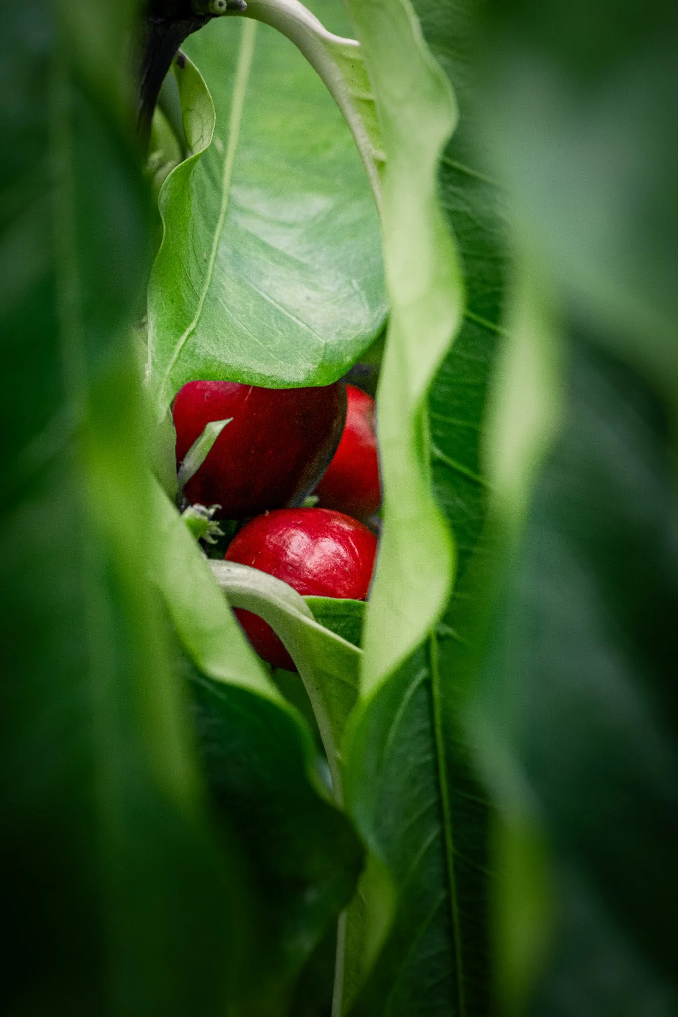 Ka'u Coffee Mill Photography-5.jpg