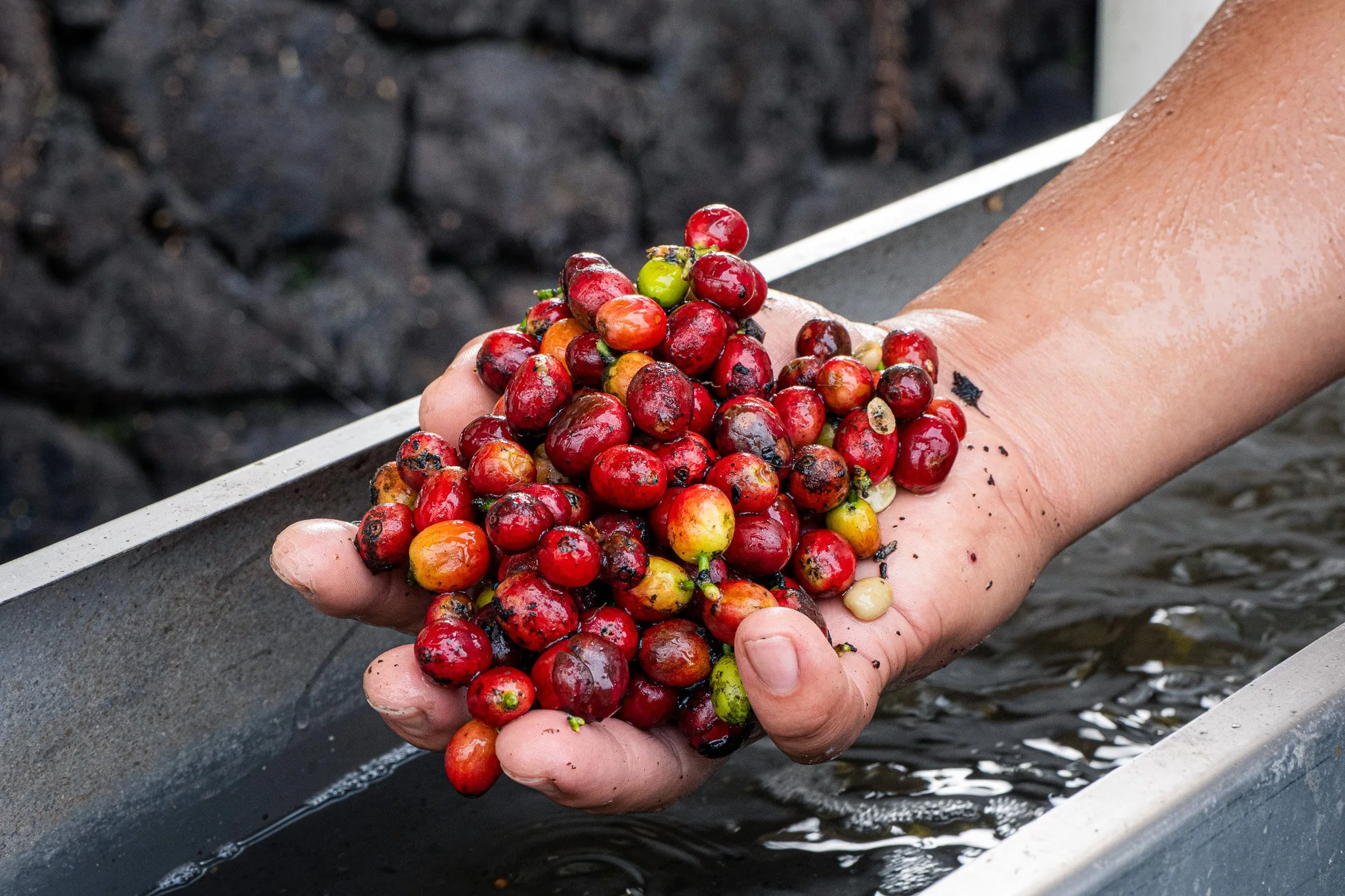 Ka'u Coffee Mill Photography 2-18.jpg