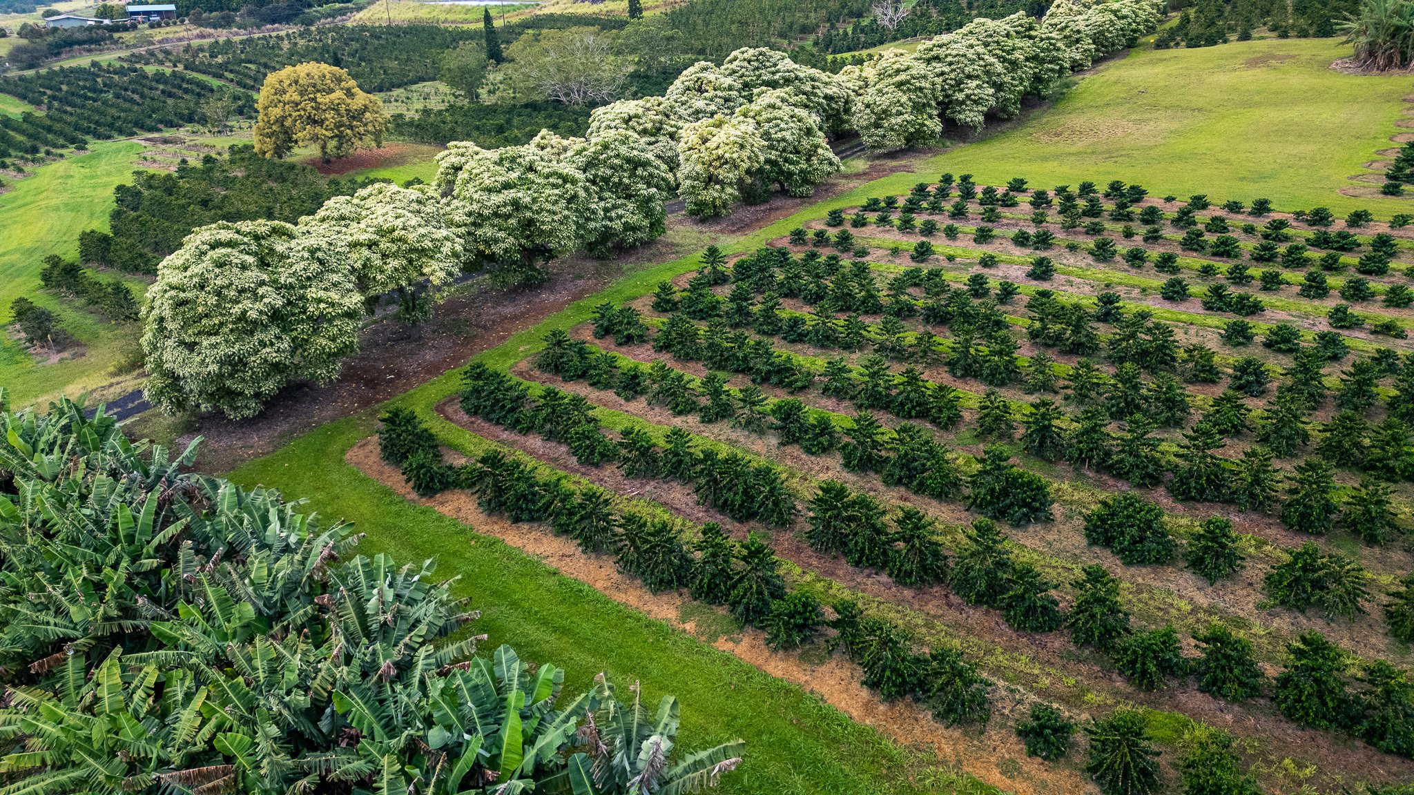 Ka'u Coffee Mill Photography 2-8.jpg