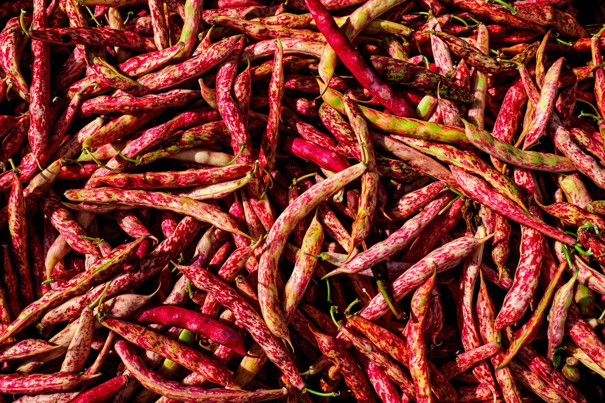 farmers-market-santa-monica-jesse-cudworth-photography.jpg