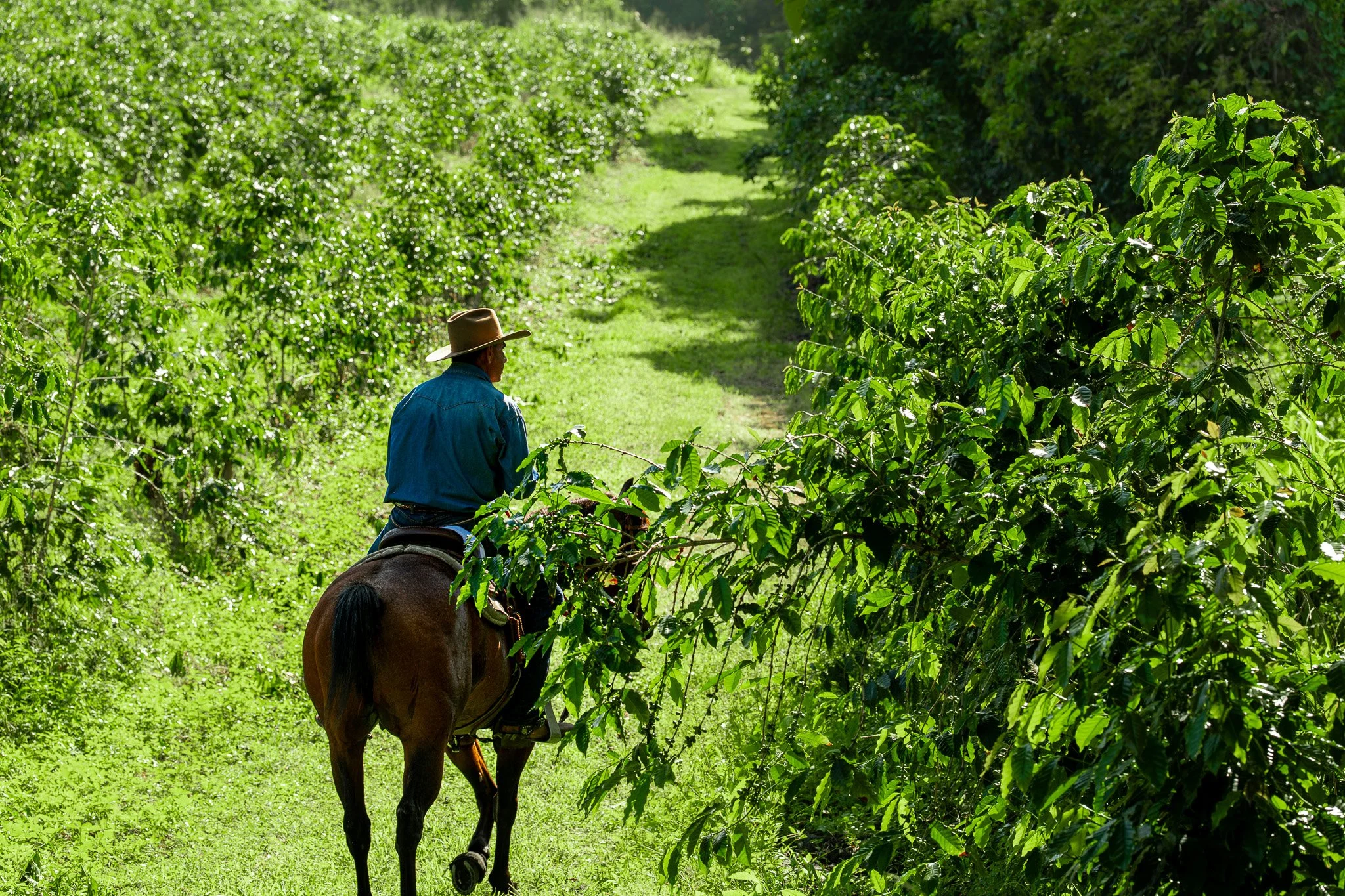 Cattlemen's-Hawaii-Jesse-Cudworth-Photography-30.jpg