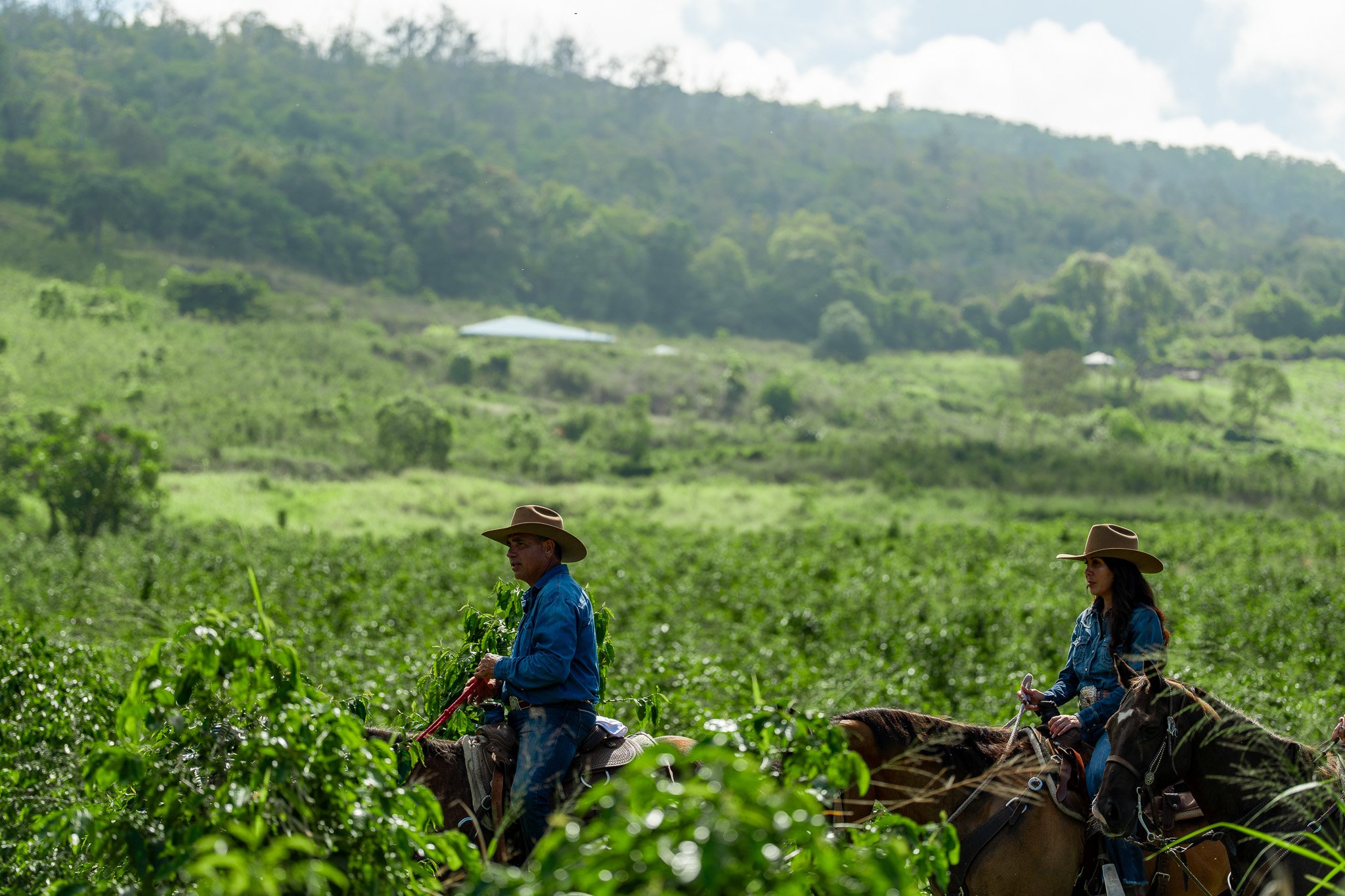 Cattlemen's-Hawaii-Jesse-Cudworth-Photography-69.jpg