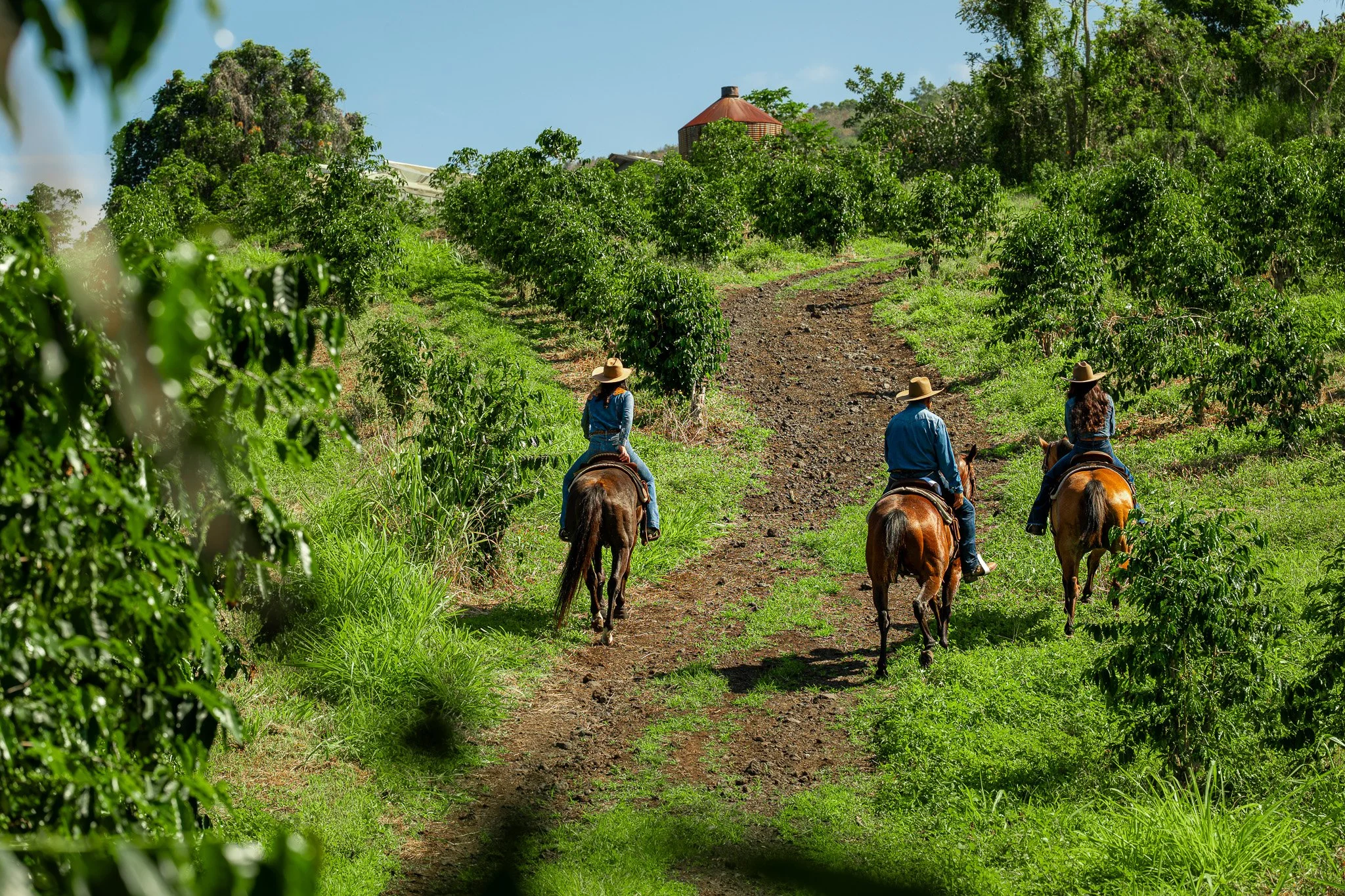 Cattlemen's-Hawaii-Jesse-Cudworth-Photography-32.jpg
