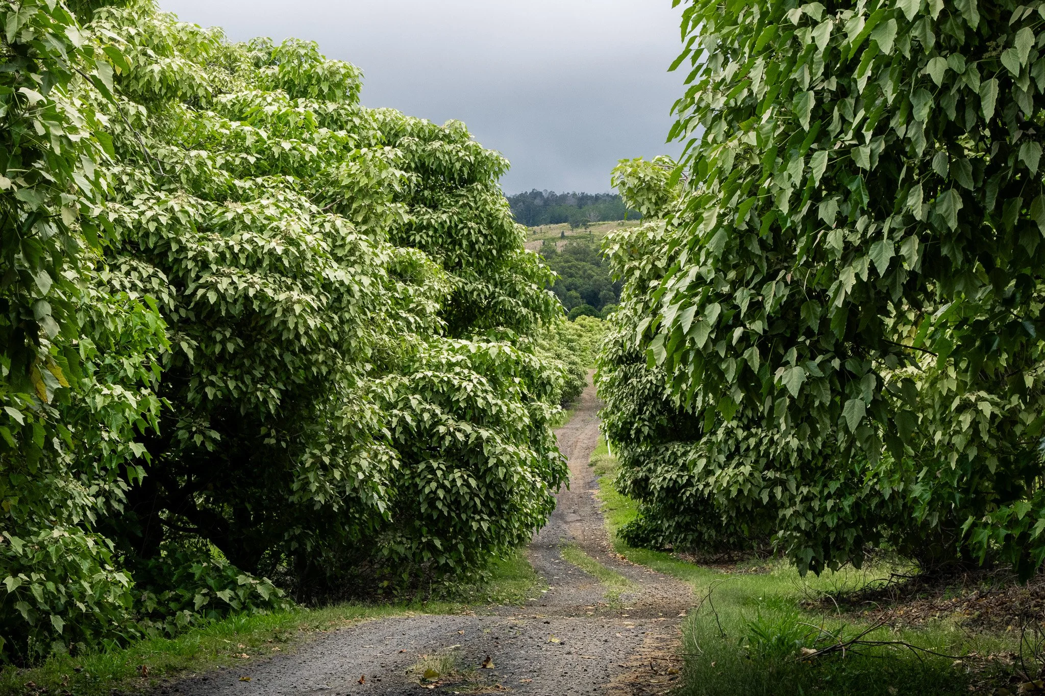 Ka'u Coffee Mill Photography 2-6.jpg