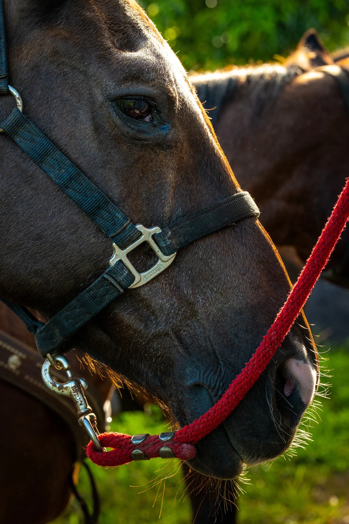 Cattlemen's-Hawaii-Jesse-Cudworth-Photography-11.jpg