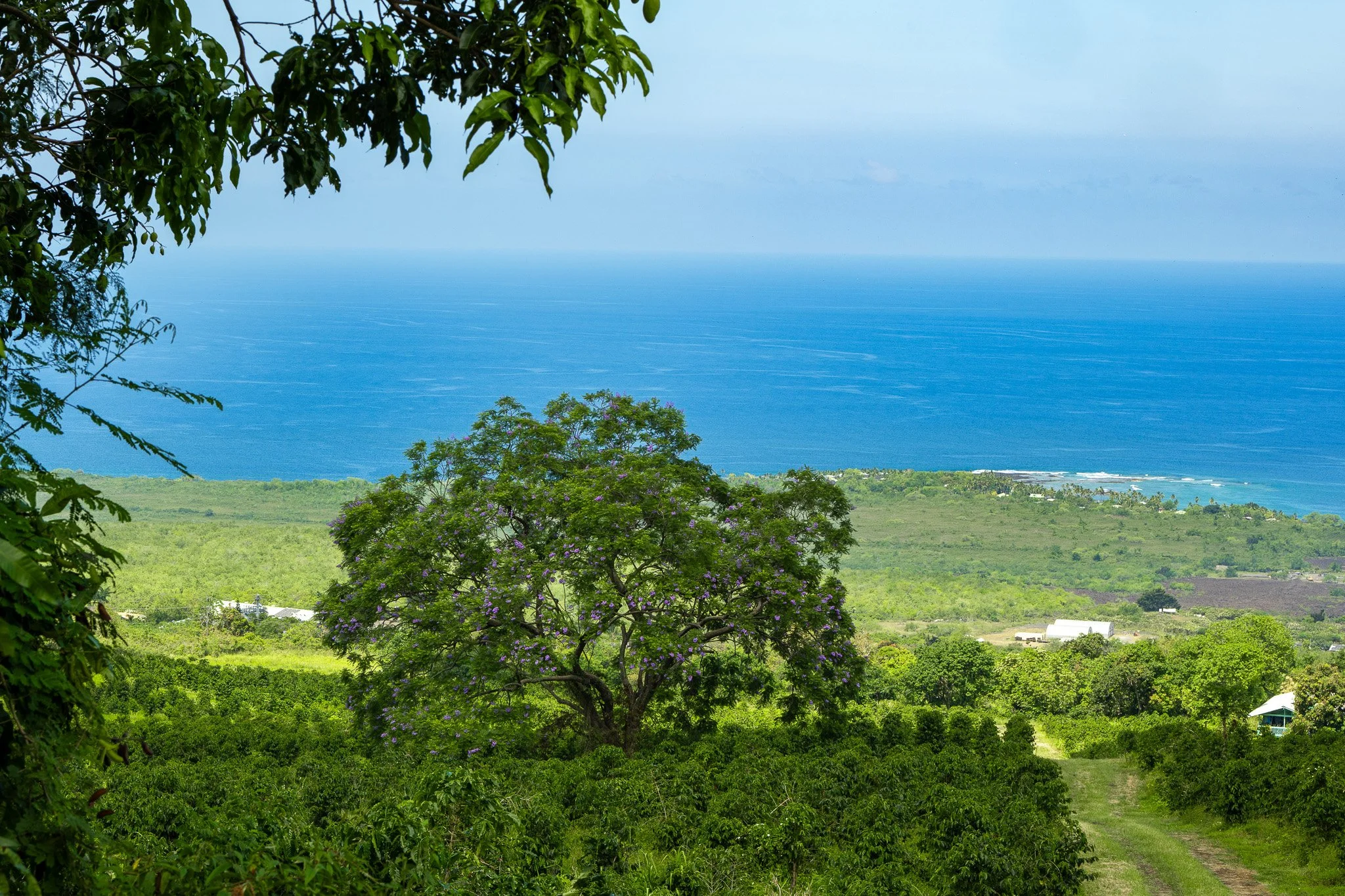 Cattlemen's-Hawaii-Jesse-Cudworth-Photography-72.jpg