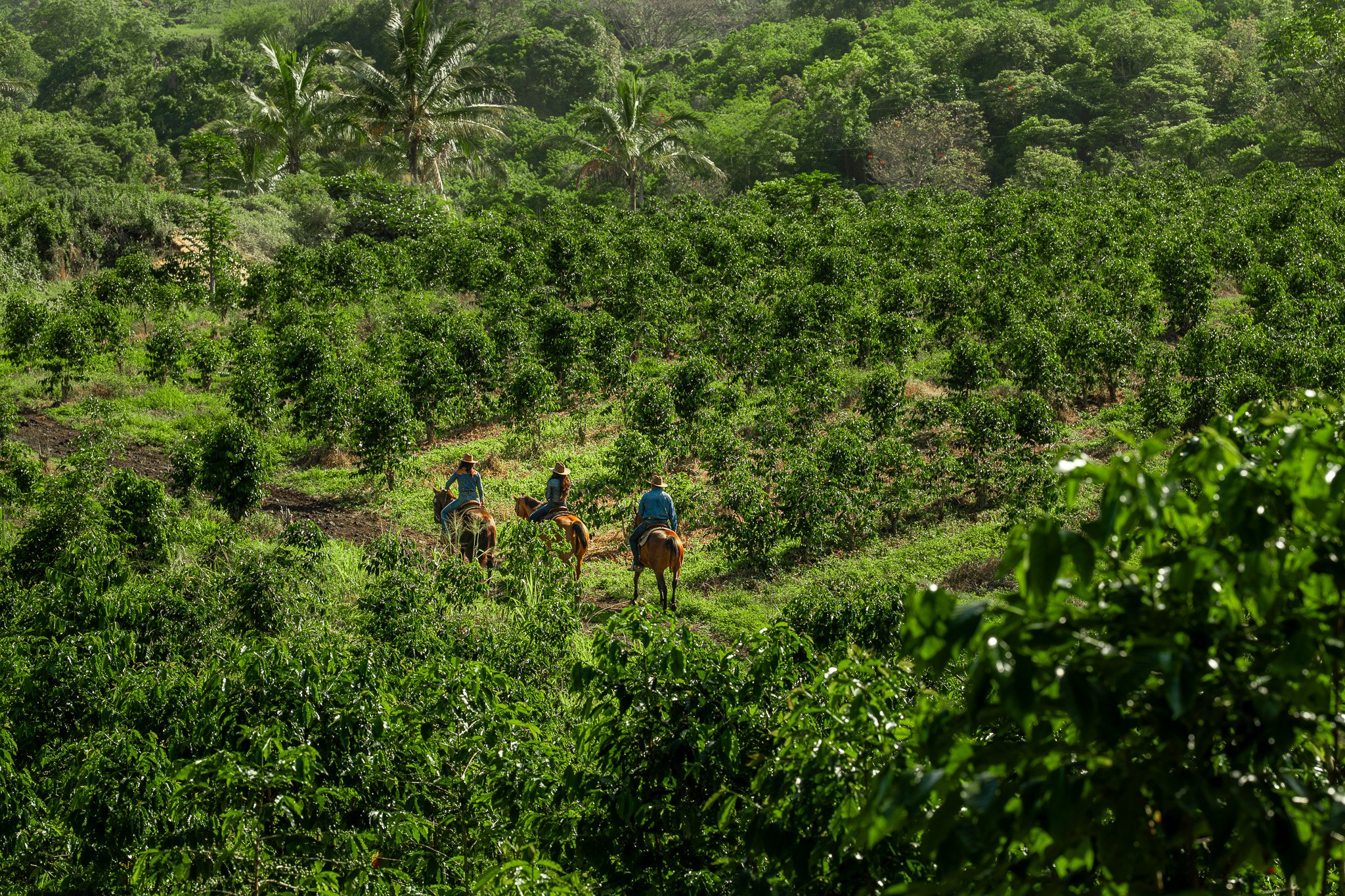 Cattlemen's-Hawaii-Jesse-Cudworth-Photography-26.jpg