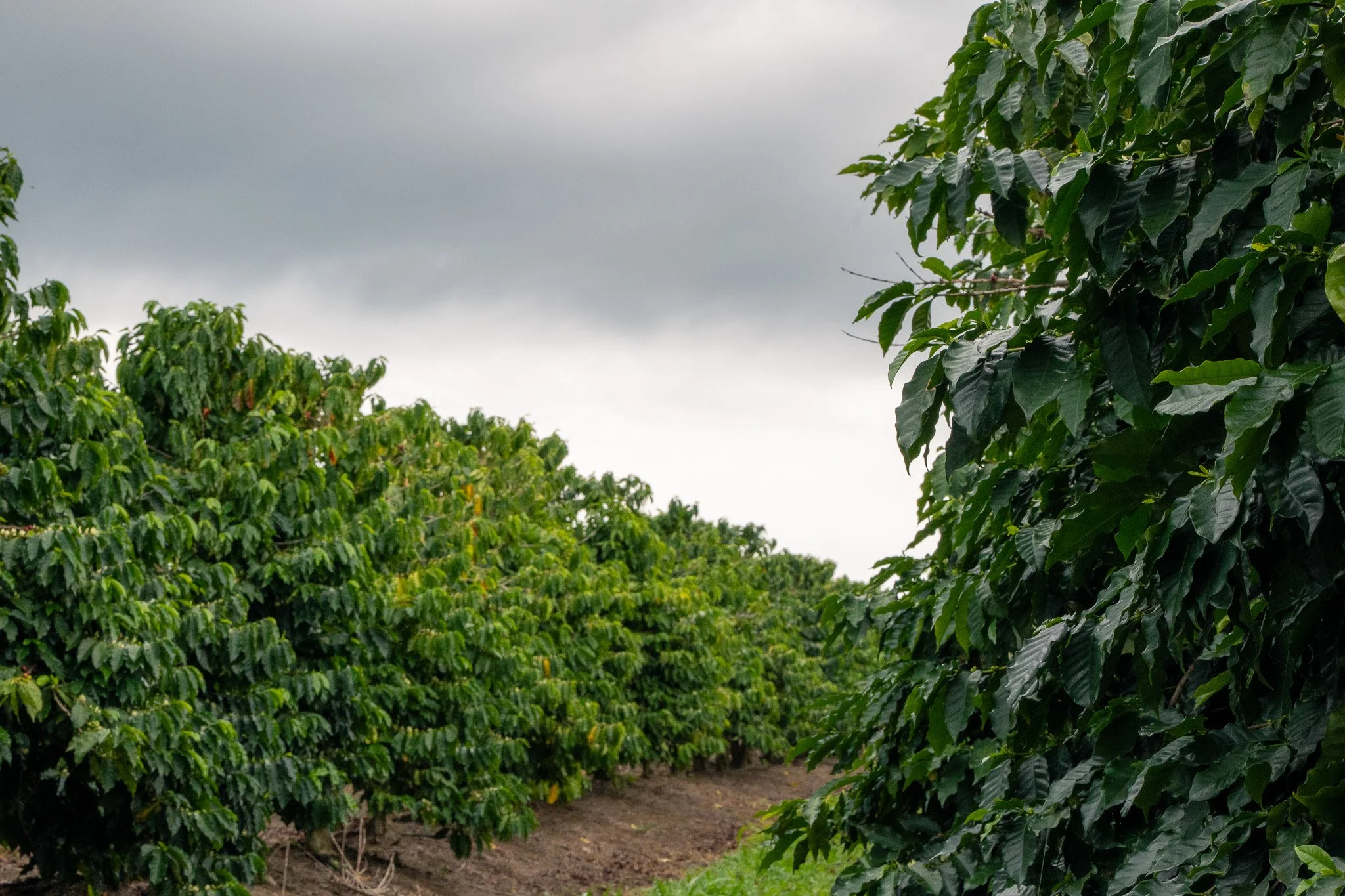 Ka'u Coffee Mill Photography-3.jpg