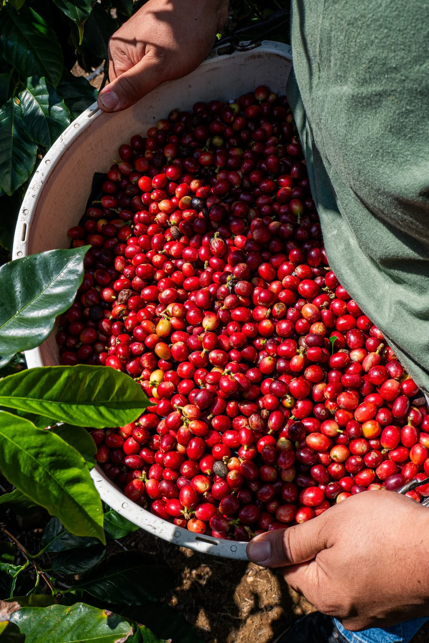 Ka'u Coffee Mill Photography-63.jpg