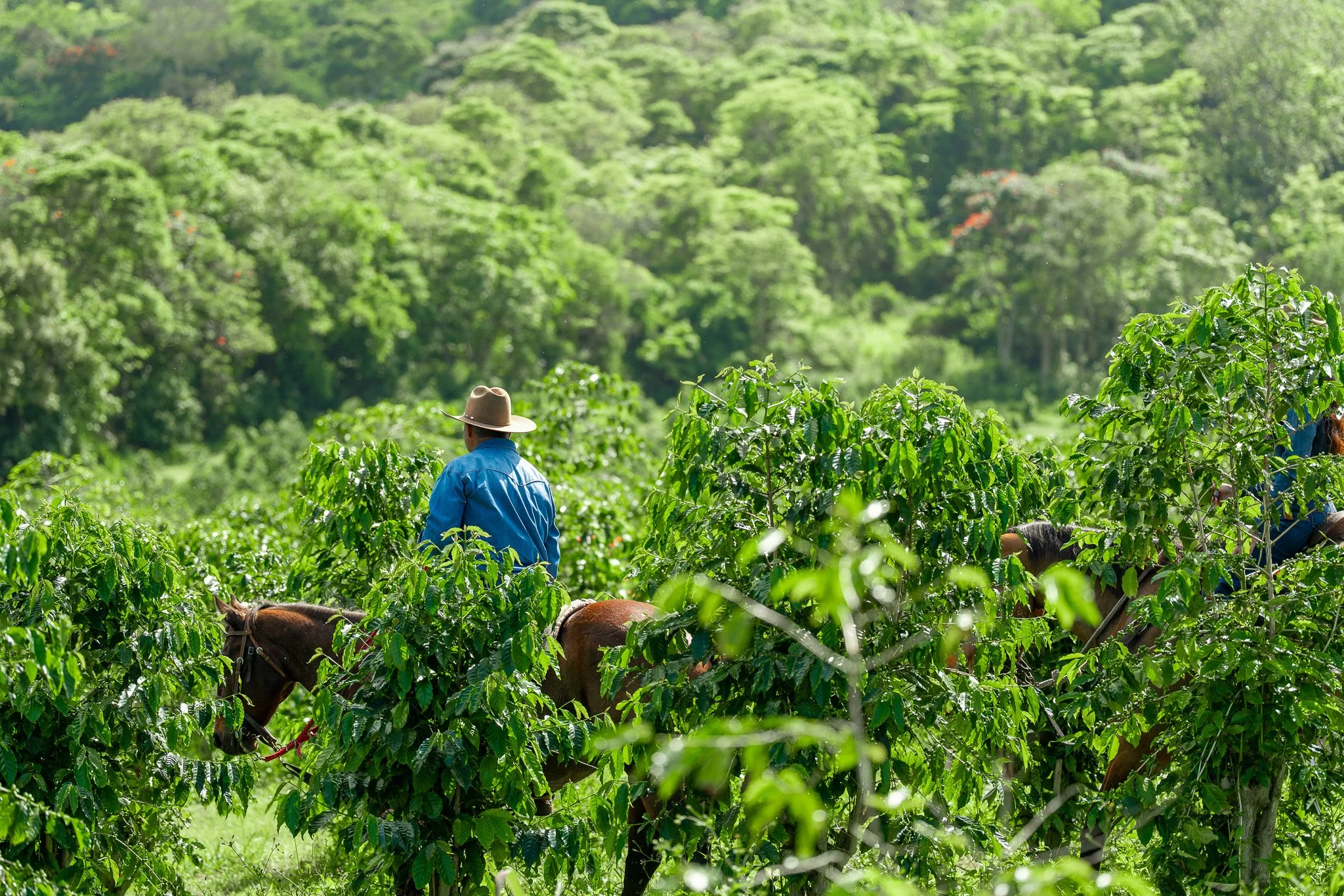 Cattlemen's-Hawaii-Jesse-Cudworth-Photography-70.jpg
