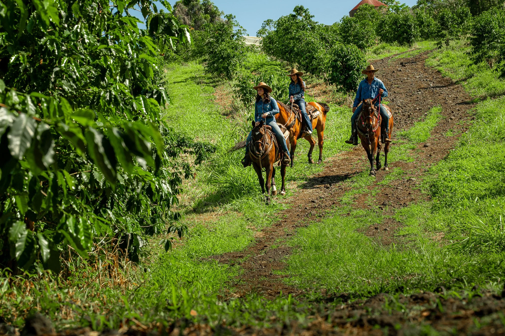 Cattlemen's-Hawaii-Jesse-Cudworth-Photography-33.jpg