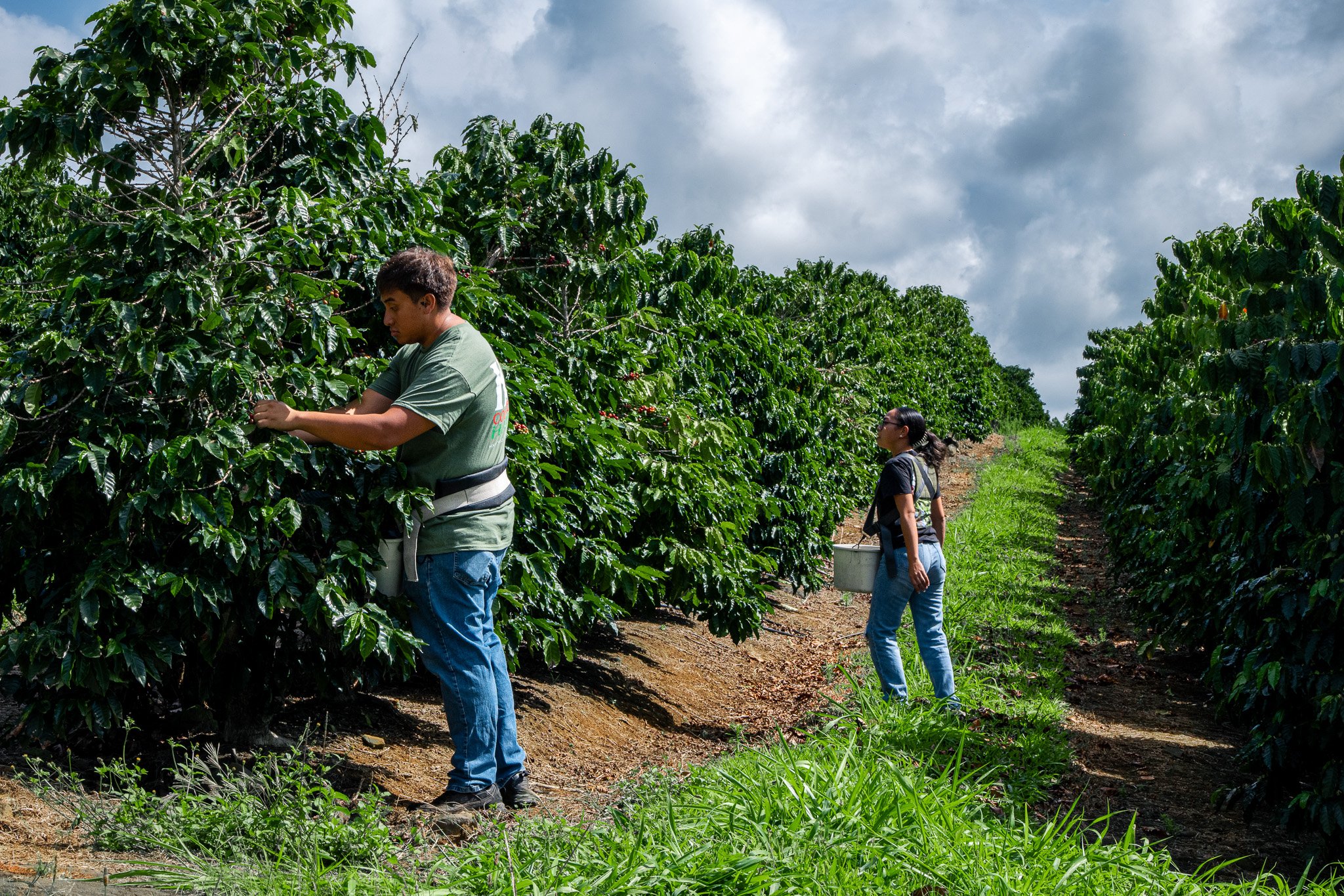 Ka'u Coffee Mill Photography-37.jpg