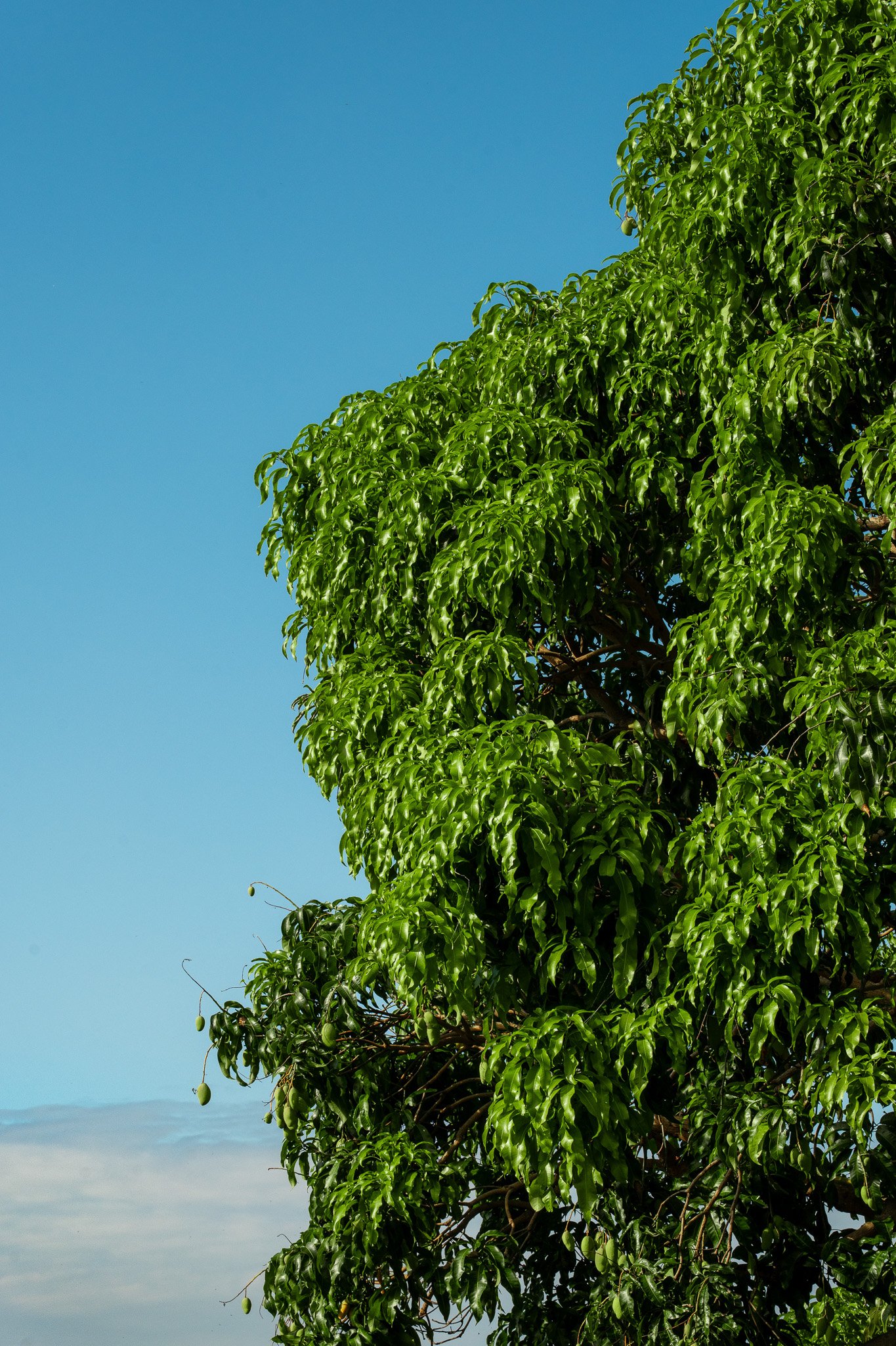Cattlemen's-Hawaii-Jesse-Cudworth-Photography-8.jpg
