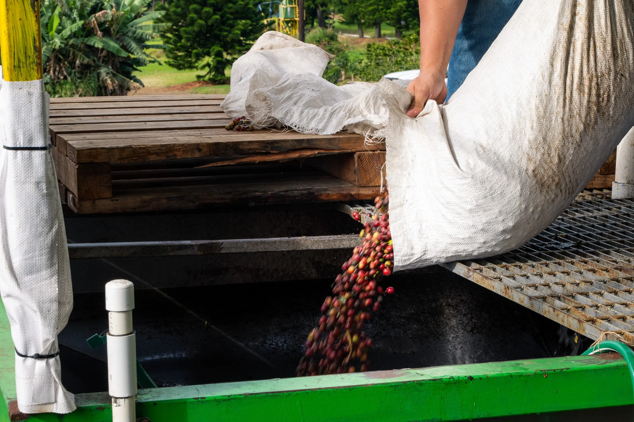 Ka'u Coffee Mill Photography 2-10.jpg